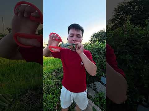 Kèn Lá Chuối Campuchia - Tuổi Thơ Bạn Được Chơi Chưa ? #shorts thumbnail
