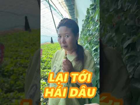 LẠI TỚI BÁO VƯỜN DÂU BÀ CHỊ thumbnail