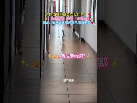 在門口喊小貓名字就回來了??：麻麻喊我啦❓收到❗寶寶來啦✨ ?網友：看見媽媽 豎起尾巴 飛奔回來? #cat #cute #funny #healing #shorts thumbnail