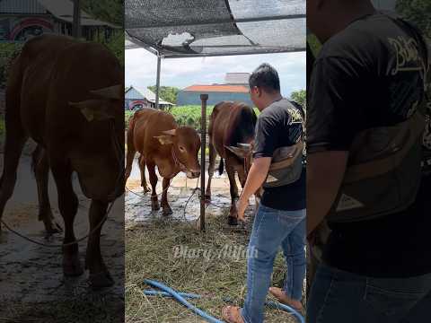 Ayah Misahin Sapi Bertengkar Ternyata Lapar‼️ thumbnail
