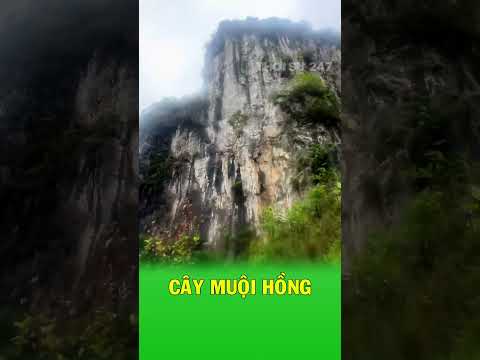 Cây muội hồng Và hành trình khai thác đầy rủi ro thumbnail