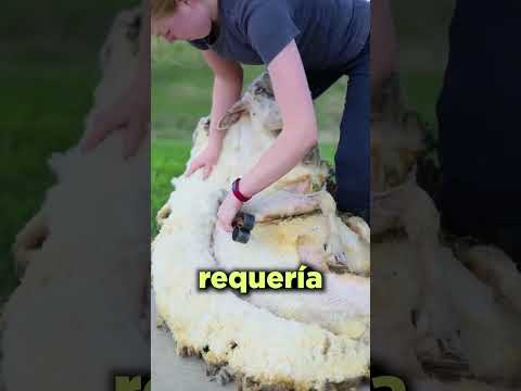 Probablemente NO Sabías Esto de la Lana de Ovejas thumbnail