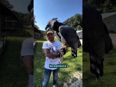 PORQUÊ a Harpia detona a águia careca? #bicho #animal #curiosidade thumbnail