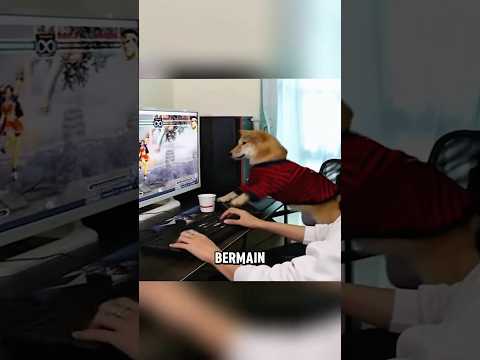 Anjing ini marah saat diganggu bermain game ? thumbnail