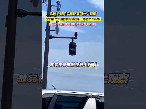 烏鴉的智商究竟能高到什麼程度，它們竟然知道把核桃放在路上，等待汽車壓碎，網友：它們這算不算已經學會使用工具了！#shorts thumbnail