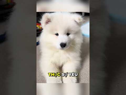 Cô ấy suýt gặp nguy hiểm 😥 thumbnail