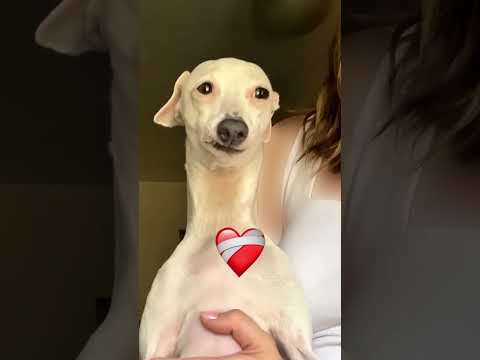 ¿Por qué bosteza así mi perro? 🤨 #dog #italiangreyhound #shorts thumbnail