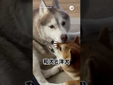 文句を言いながらも受け入れる｜PECO thumbnail