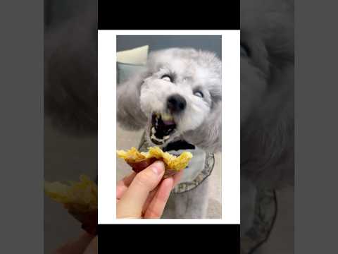 可愛いワンちゃんが本性をむき出しにした瞬間 thumbnail