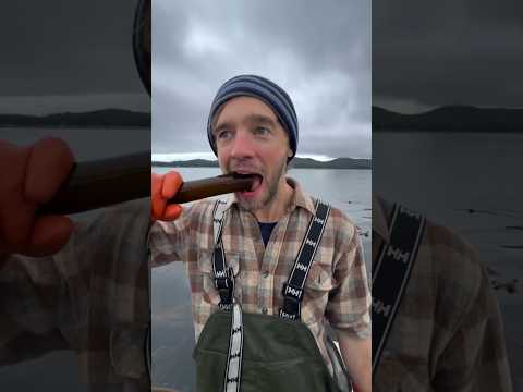 Why People Harvest This Seaweed #shorts thumbnail