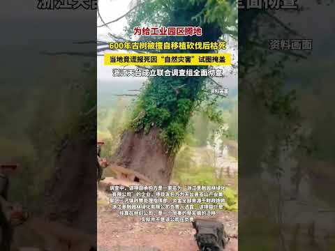 當地通報古樹擅自移植砍伐：已成立聯合調查小組，對相關涉嫌違法違規行為開展調查 。 thumbnail