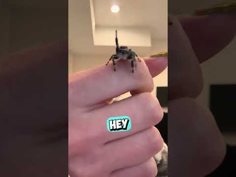 She Taught Her Spider to Communicate 😳 (@1_l0ve_m1lfs/TT) thumbnail