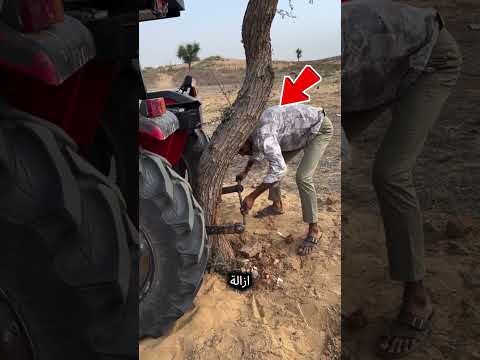 ذهبتُ لأقتلع شجرة، لكن العصا نفسها انحنت 😱 thumbnail