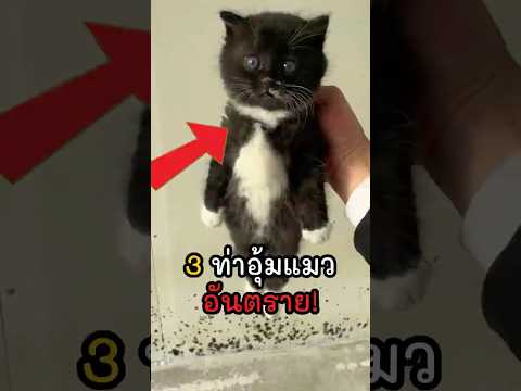 ? 3 ท่าอุ้มแมวสุดฮิต ที่ทำกระดูกสันหลังพัง ? thumbnail