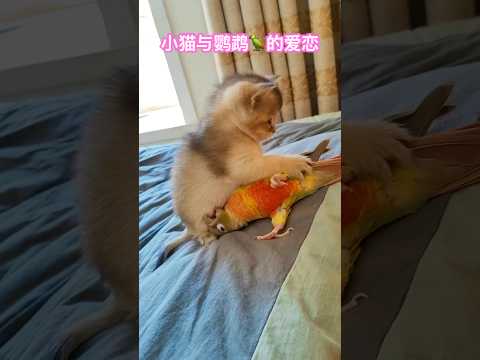 小猫咪与鹦鹉的爱恋 #cat #喵哥是萌新 thumbnail