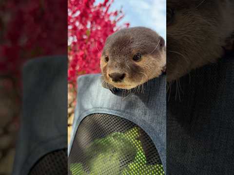 カワウソ達の春のお散歩🎵😍😍 The Otters' Spring Stroll #shorts thumbnail