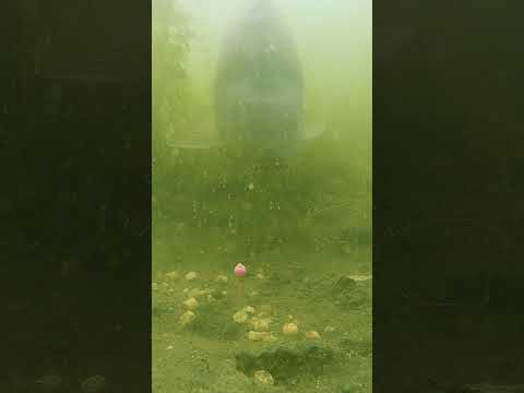 Does this carp know what’s going on? thumbnail