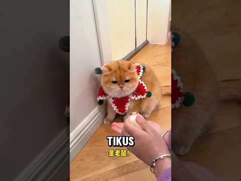 Majikan nemu hamster, si bontot malah takut thumbnail