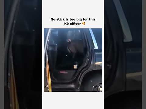 Determined K9 officer's stick haul! 💪 follow for more #shorts thumbnail