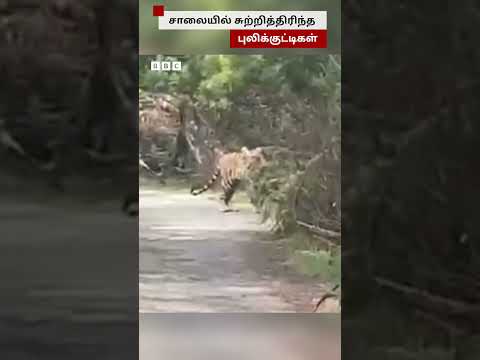 கொடைக்கானலில் சாலையில் சுற்றித்திரிந்த புலிக்குட்டிகள் thumbnail