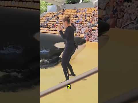 Màn tương tác đáng yêu giữa cô gái và cá voi sát thủ thumbnail