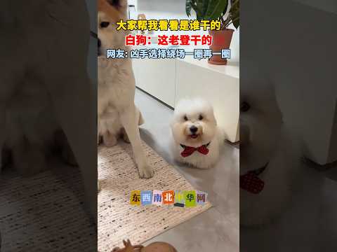 狗在尴尬的时候总是显得很忙，不知道它走来走去在忙啥！ thumbnail