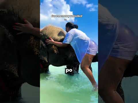 Słoń Potrzebował Pomocy…😭 thumbnail