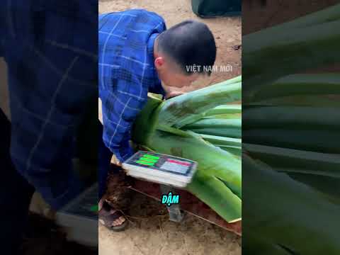 Không ngờ loại cây mọc dại trong rừng này lại có giá trị đến vậy thumbnail