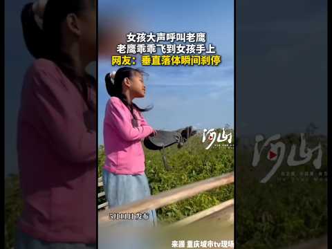 🇨🇳 少女高声呼唤，雄鹰垂直落体瞬间刹停稳稳落手 🇬🇧 Wings of Trust: Majestic Eagle Drops from Sky to Girl's Hand thumbnail