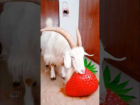 Marvelous Dancing Polish Cow funny Goat strawberry asmr cow dance Cow Videos animal funny video thumbnail
