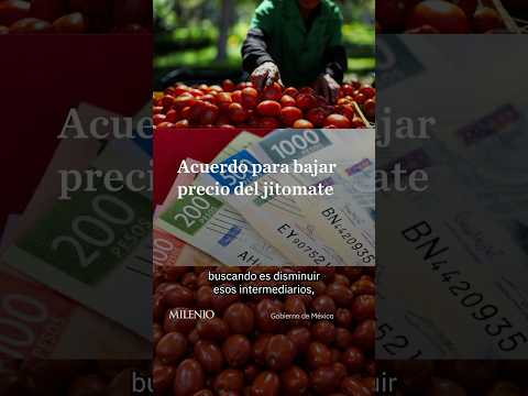 Sheinbaum busca acuerdo directo entre productores y vendedores de jitomate thumbnail