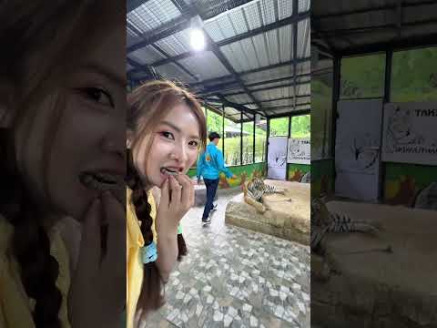 แมวตัวใหญ่ thumbnail