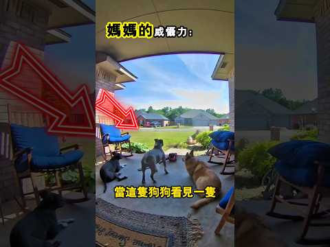 即使是再兇猛的狗也害怕媽媽 thumbnail