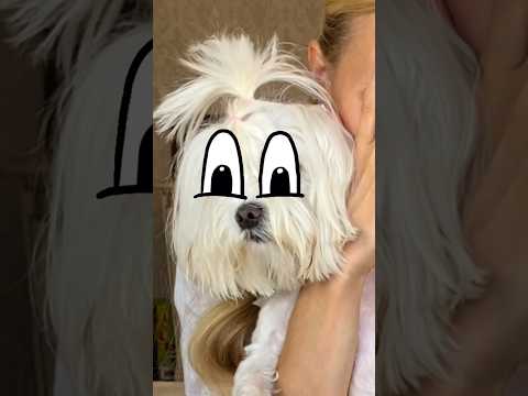 Really hot pepper 🫑💩 #shorts Best challenge by Tiktok Family thumbnail