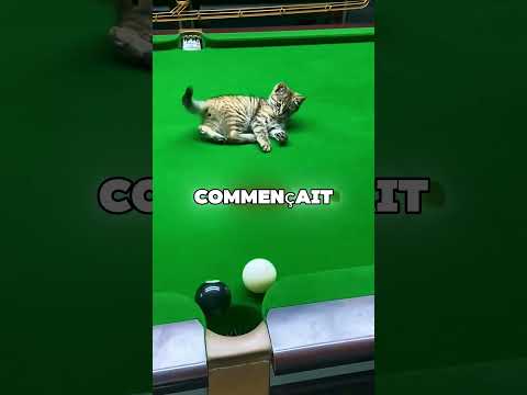Ce chat est devenu joueur de billard professionnel 😯 thumbnail
