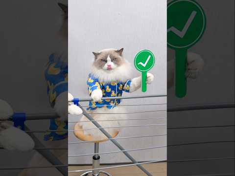 Puff approves! #thatlilttlepuff thumbnail