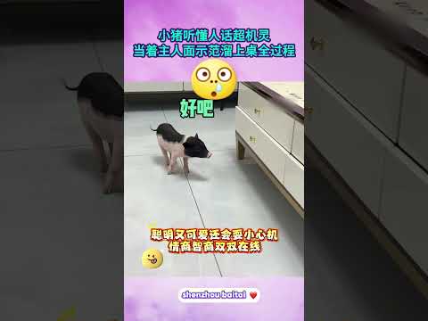 小猪听懂人话超机灵，当着主人面示范溜上桌全过程#成精的小猪 #萌宠日常 #动物智商天花板 #可爱小猪 thumbnail