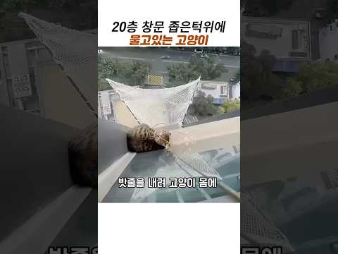 20층 창문밖 고양이 구조#고등어테비#동물구조 thumbnail