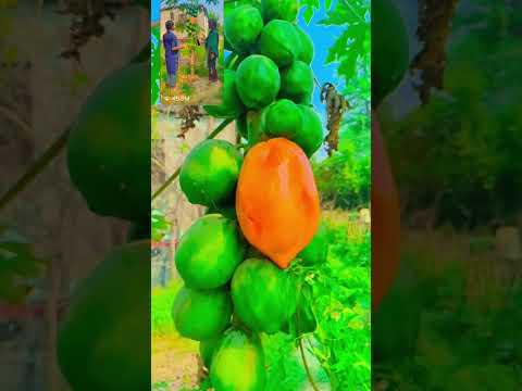 farming #indenkheti #khetibadi🌱🌾 #reels #viral #videos 🥑🍑🥑🍎🍏 thumbnail