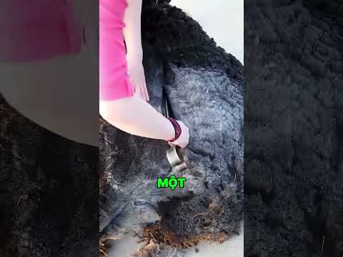Sự thật về bộ lông của những chú cừu! thumbnail