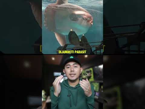Ikan Paling Lonely Di Dunia? ? thumbnail