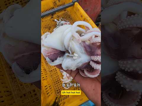 갑오징어의 뜨거운 변신 #남해 #간식 #갑오징어 #외국인 #먹방 #바다 #멸치 thumbnail