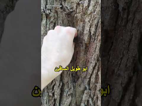 لا تلمس هذا 😳 thumbnail