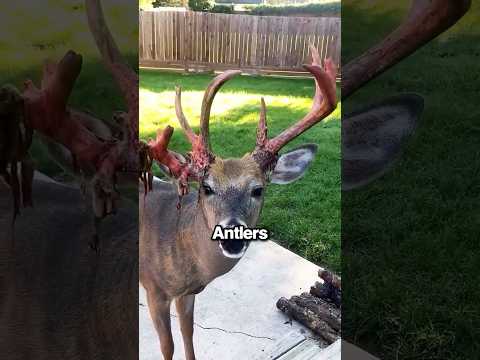 Why Do Deer Shed Their Antlers?? ?? thumbnail
