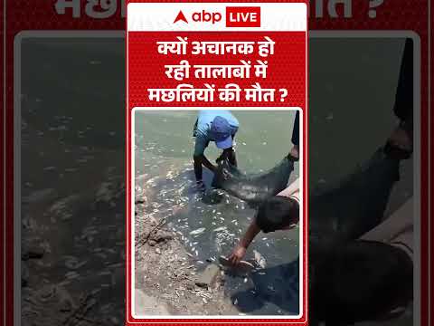 क्यों अचानक हो रही तालाबों में मछलियों की मौत | Fish Death | #ytshorts #trendingshorts #shorts thumbnail