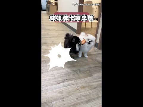 【閃喔閃喔】妹妹咬玩具撞到姐姐　竟被腦補成宮鬥劇XD｜#寵物雲 #shorts thumbnail