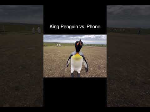 Penguin vs iPhone thumbnail
