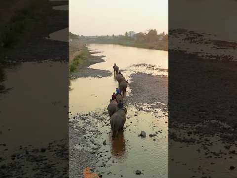 Luang Prabang, Laos, Incredible Destinations #travel #short thumbnail