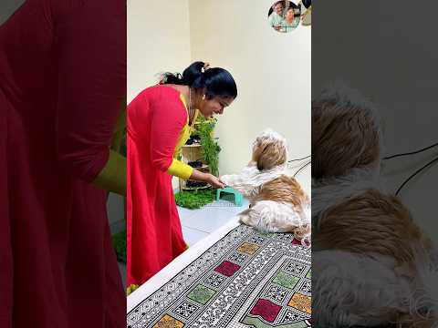Leo new learning #shorts #pets thumbnail