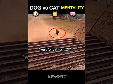 Dog & Cats Have a Unique Way to Show Presence…?#reaction #pets #shorts thumbnail